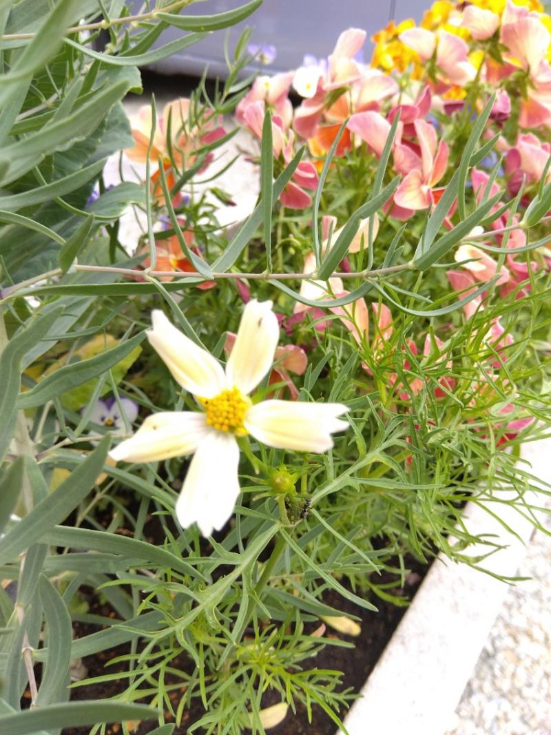 出品者名-写真-1